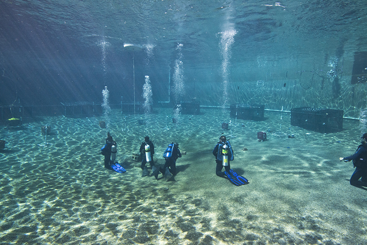 MATE Great Lakes Regional ROV Competition Saturday in Alpena | News, Sports, Jobs - Vimarsana News